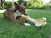 Der ist wohl ein bisschen groß Jagdhund liegend auf Wiese mit riesigem Knochen - © CC0 - Pixabay - 2211438