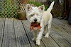 Das schmeckt! Cairn Terrier mit Fressen im Maul - © CC0 - Pixabay - hazelw90