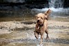 Pudelnass! Nasser Pudel läuft durch Wasser - © CC0 - Pixabay - FROGGYTUFF