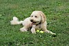 Wer spielt jetzt mit mir? Beiger Pudel liegt im Gras mit Tennisbällen - © CC= - Pixabay - Karen1219