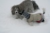Ist dir etwa kalt? Zwei Hunde im Schnee, einer mit Mantel - © CC= - Pixabay - tarjamargitniemi0