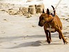 Miniatur Bull Terrier am Strand an der Leine Miniatur Bull Terrier am Strand an der Leine - © CC0 - Pixabay - I_Love_Bull_Terriers