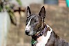 Bull Terrier Bull Terrier - © CC0 - Pixabay I_Love_Bull_Terriers