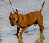 Miniatur Bull Terrier Miniatur Bull Terrier - © CC0 - Pixabay - Miniatur Bull Terrier