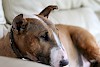 Bull Terrier Bull Terrier - © CC0 - Pixabay - I_Love_Bull_Terriers