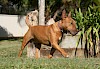 miniature_bullterrier miniature_bullterrier - © CC0 - Pixabay - I_Love_Bull_Terriers