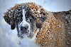 Brrr, sieht kalt aus Bernhardiener im Schnee - © CC0 - Pixabay - bella67