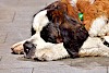 Da ist wohl jemand sehr müde. Bernhardiener schlafend am Boden - © CC0 - Pixabay - Alexas_Fotos
