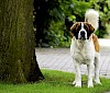 An mir kommt niemand vorbei! wachsamer Bernhardiener steht neben einem Baum - © CC0 - Pixabay - danielsfotowelt