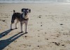 Wohin jetzt? Zwergschnauzer am Strand - © CC0 - Pixabay - ClarissaBell