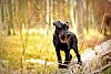 Klettern kann ich auch Schwarzer Zwergschnauzer auf einem Baumstamm - © CC0 - Pixabay - IsabellWolf
