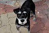 Zwergschnauzer Zwergschnauzer - © CC0 - Pixabay - Free-Photos