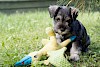 kleiner Zwergschnauzer kleiner Zwergschnauzer - © CC0 - Pixabay - Free-Photos