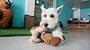 Komm, spiel mit mir Weißer Zwergschnauzer mit Hundespielzeug auf Fliesenboden - © CC0 - Pixabay - Neramitevent