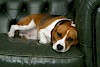 Da ist wohl jemand müde. Beagle schlafend auf einer Couch - © CC0 - Pixabay - ronjo