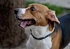 Beagle Beagle - © CC0 - Pixabay - AdinaVoicu
