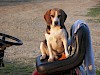 Wann fahren wir los? Beagle sitzt auf einem Traktor - © CC0 - Pixabay -mmellick