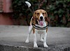 Beagle mit heraushängender Zunge Beagle mit heraushängender Zunge - © CC0 - Pixabay AdinaVoicu