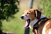Da ist wohl jemand müde? Beagle mit offenem Maul, offensichtlich ist er müde und gähnt - © CC0 - Pixabay - RogerMayhem