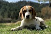 Beagle Beagle liegend auf einer Wiese - © CC0 - Pixabay - Somo_Photography
