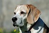 Beagle Beagle - © CC0 - Pixabay - valtercirillo