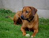 Rhodesian Ridgeback liegend auf Wiese mit Tennisball - © CC0 - Pixabay - boumapetrovice
