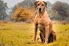Sitz, Platz, Brav!! Rhodesian Ridgeback sitzend auf Wiese - © CC0 - Pixabay - du_weist_schon_wer