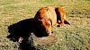 Rhodesian Ridgeback Rhodesian Ridgeback liegend auf Wiese - © CC0 - Pixabay - keesstes