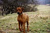 Rhodesian Ridgeback Rhodesian Ridgeback - © CC0 - Pixabay - boumapetrovice