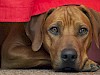 Rhodesian Ridgeback Rhodesian Ridgeback schaut unter einer einer roten Decke heraus - © CC0 - Pixabay - Lomax58