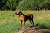 Rhodesian Ridgeback Rhodesian Ridgeback auf einer Wiese - © CC0 - Pixabay - boumapetrovice