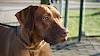 Rhodesian Ridgeback Rhodesian Ridgeback - © CC0 - Pixabay - Momonator
