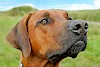 Rhodesian Ridgeback Rhodesian Ridgeback - © CC0 - Pixabay - 1195798