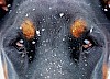 Was guckst du? Dobermann - Kopf von vorne, Augen in Nahaufnahme - © CC0 - Pixabay - YamaBSM