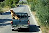 So bitte NICHT!! Schäferhund auf der Ladefläche eines Pickups - © Cc0 - Pixabay - st-marco