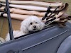 Geht es bald los? Weißer Pudel schaut aus einem VW Käfer - © CC0 - Pixabay - pruzi