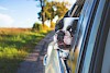 Schneeeeeelller !!!! Eine französische Bulldogge schaut aus dem hinteren Autofenster. Während der Fahrt. - © CC0 - Pixabay - Pexels