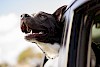 Mehr Frischluft bitte! Hund schaut aus Autofenster - © CC0 - Pixabay - Free-Photos