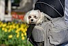 Bequeme Reise Kleiner weißer Hund guckt aus Rucksack - © CC0 - Pixabay - MabelAmber