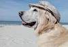 Ab in den Urlaub Hund mit Mütze am Strand - © CC0 - Pixabay - Eric-Tanas