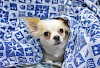 Da fühlt sich jemand wohl Kleiner Hund in Decke eingewickelt - © CC0 - Pixabay - StockSnap