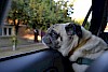 Da gibt es viel zu sehen Hund sieht beim Autofenster hinaus - © CC0 - Pixabay - Heszter