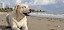 Hund am Strand - © CC0 - Pixabay - cnsconsultores