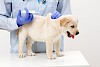 Es tut auch sicher nicht weh Welpe wird vom Tierarzt geimpft - © stock.adobe.com / Gorilla / #37526161