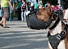 Da kann nichts passieren Hund mit Maulkorb auf Straße - © CC0 - Pixabay - skeeze
