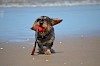 Los, spiel mit mir! Hund mit Spielzeug am Strand - © CC0 - Pixabay - Brummeier