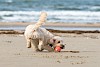 hier ist Platz genug hund spielt mit Ball an einem Nordsee-Strand - © CC0 - Pixabay - spoba