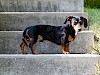 Dackel Schwarzer Dackel auf Treppe - © CC0 - Pixabay - werner22brigitte