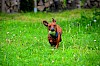 Eine Runde Tennis? Dackel läuft auf einer Wiese mit Tennisball im Maul - © CC0 - Pixabay - Pipsimv