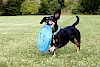 Dackel Dackel mit blauer Frisbee im Maul - © CC0 - Pixabay - Katrinbechtel
